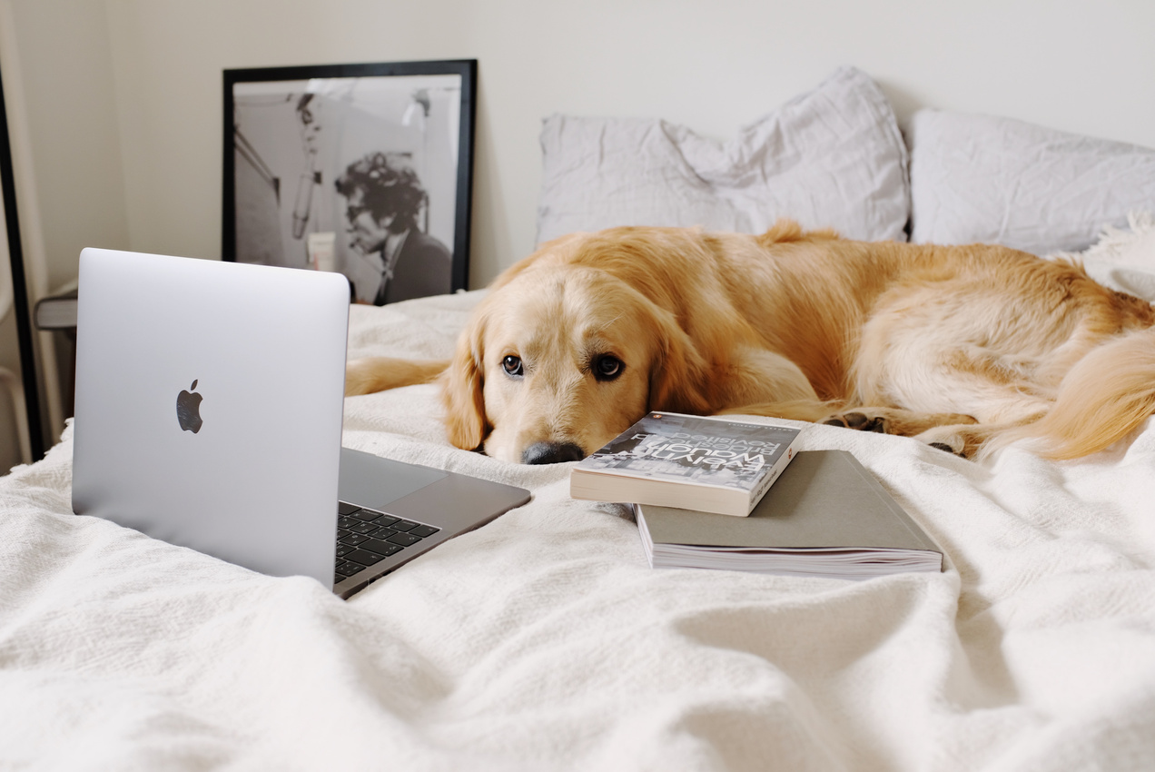 Cute purebred dog resting on bed near laptop in apartment